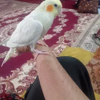 یک جفت عروس هلندی