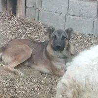 کوچوک سرابی