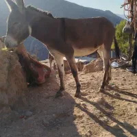 فروش الاغ