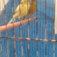 قناری نر وماده|پرنده|اهواز, پردیس|دیوار