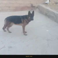 توله ژرمن شپر
