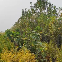 نهالستان شکوفه|حراج|میاندوآب, |دیوار