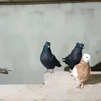 کبوتر|پرنده|گرگان, |دیوار