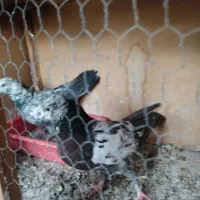 سوسکی|پرنده|نسیم‌شهر, |دیوار