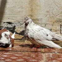کفتر نرو ماده