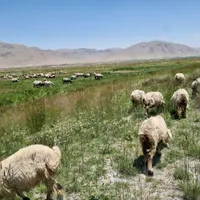 میش بره دار|حیوانات مزرعه|شیراز, کوی طلاب|دیوار