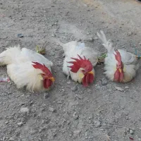 خروس