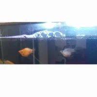 ماهی کوی و مولی|ماهی|قم, پردیسان|دیوار