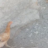 مرغ کرک با ۳۵تا تخم|حیوانات مزرعه|جغین, |دیوار