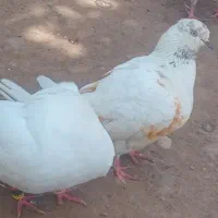 ۹تا کفتر پرشی