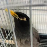 مرغ مینا ..گلبسر