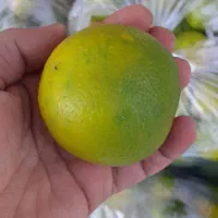 نارنج آبدار و تمیز تحویل رایگان|خوردنی و آشامیدنی|رشت, جهاد|دیوار