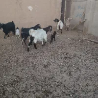 بز شیری تازه زا فروشی|حیوانات مزرعه|خواف, |دیوار