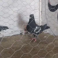 ۴عدد جوجه و نر سرسیا سینه سیا معاوضه با پلنگ|پرنده|زرند, |دیوار