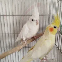 عروس هلندی مولد