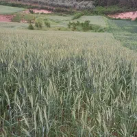 زمین کشاورزی