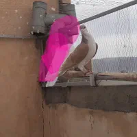 سالم بالغ|پرنده|مبارکه, |دیوار