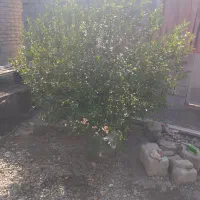 ابزار کشاورزی