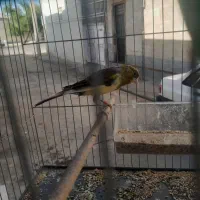 قناری نر|پرنده|شیراز, کوشک میدان|دیوار