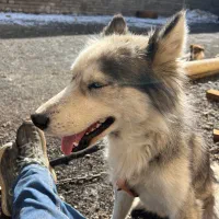 سگ هاسکی|سگ|اردبیل, |دیوار