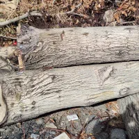 تنه درخت گردو فروشی..کامل خشک و بدون خرابی|عمدهفروشی|قره چای, |دیوار