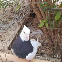 دو عدد کبوتر