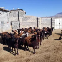 فروش 50 عدد میش غزل نقدی یا معاوضه با سواری|حیوانات مزرعه|شاهینشهر, فردوسی|دیوار