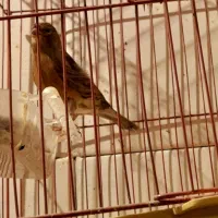 قناری مست مولد وتکی|پرنده|دهلران, |دیوار