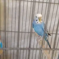 مرغ عشق|پرنده|قزوین, |دیوار