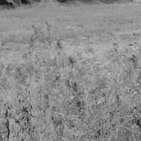 زمین فروشی ناصرآباد