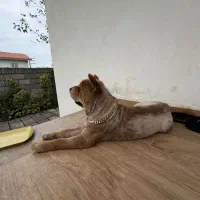 سگ چاو چاو