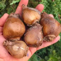 پیاز گل نرگس