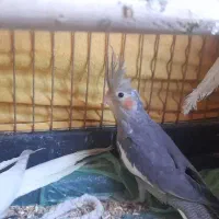 عروس هلندی(جوجه ۴ماهه)