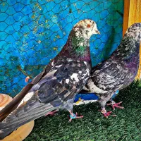 کبوتر پرشی|پرنده|کاشان, یزد‌آباد|دیوار