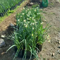 فروش پیاز گل نرگس وگلدان نرگس قبل از گل دادن|گل و گیاه طبیعی|معمولان, |دیوار