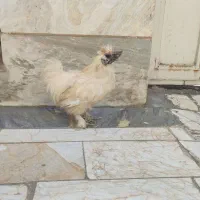 خروس ابریشمی  عروس هلندی