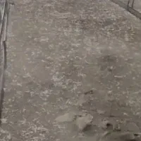 کودمرغی سالنی به شرط پسند