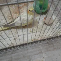 عروس هلندی|پرنده|محمدشهر, عباس آباد|دیوار