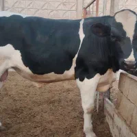 گوساله