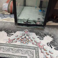 20عدد ماهی پنگوسی