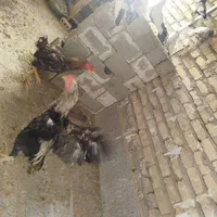 خروس لاری ومرغ وجوجه لاری اصلی|حیوانات مزرعه|شیراز, شهرک کوشکک|دیوار