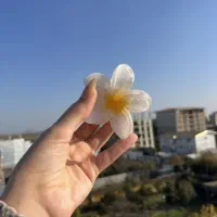 کلیپس پلومریا