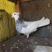 ‌کبوتر طوقی هفترنگ کاکلی ماده