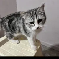 بچه گربه پرشین اسکاتیش|گربه|کرمان, |دیوار