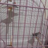 فنچ نرمولد|پرنده|تهران, مشیریه|دیوار