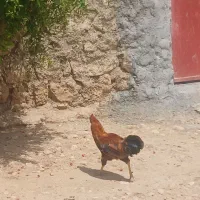 خروس کردی