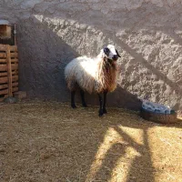 بره ماده شیشک چاق