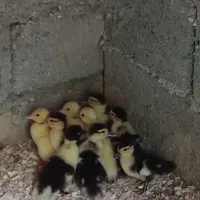 جوجه اردک اسراییلی