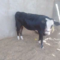 گوساله گوشتی سمینتال