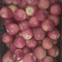 سیب قرمز درجه ۱